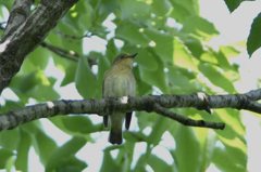 野鳥　ノジコ