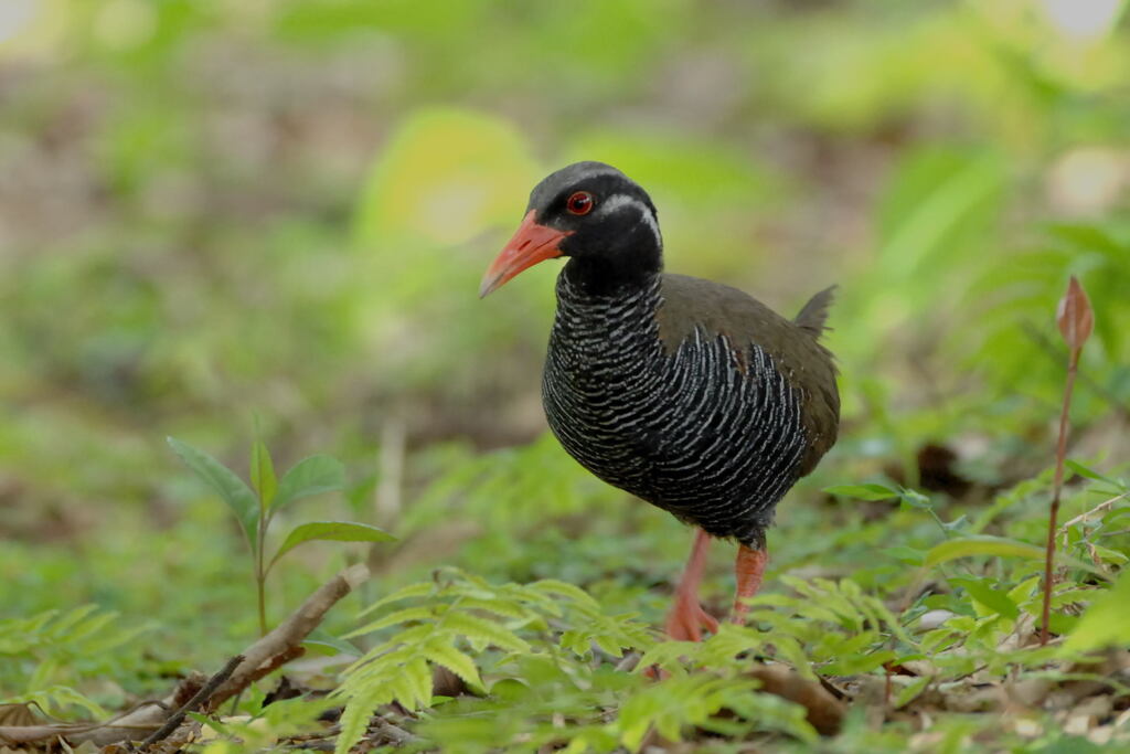 ヤンバルクイナ