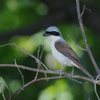 野鳥　チゴモズ