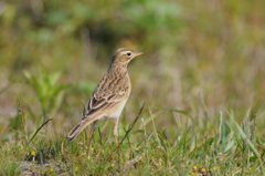 野鳥　マミジロタヒバリ1