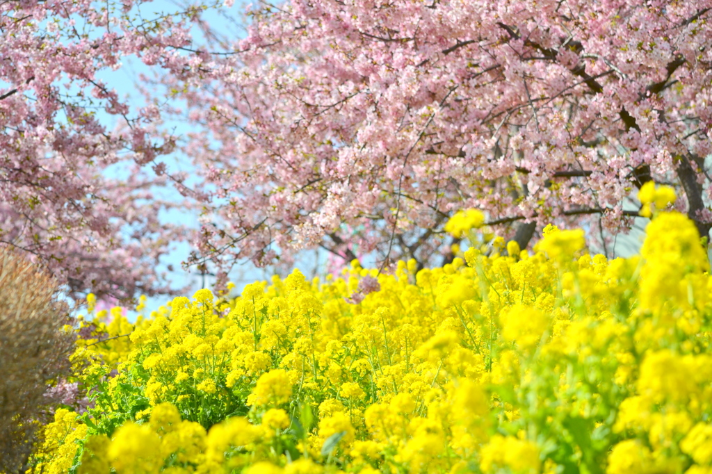 まつだ桜まつり 2012