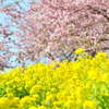 まつだ桜まつり 2012