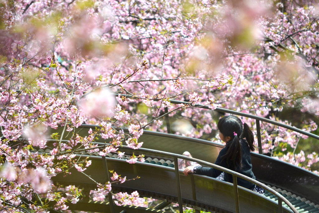 まつだ桜まつり 2012