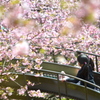 まつだ桜まつり 2012