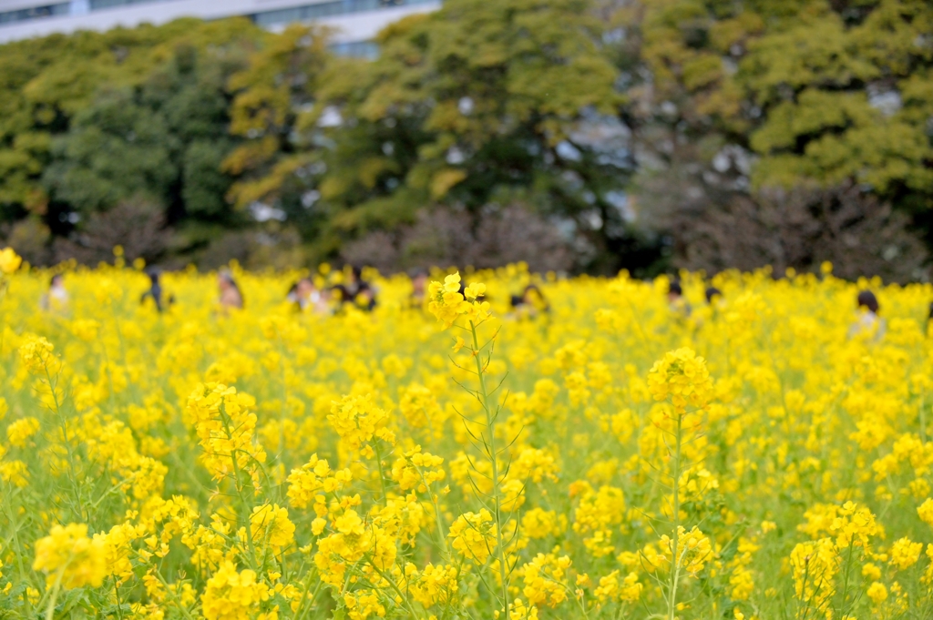 菜の花＠浜離宮