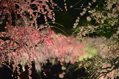 なばなの里 2015春