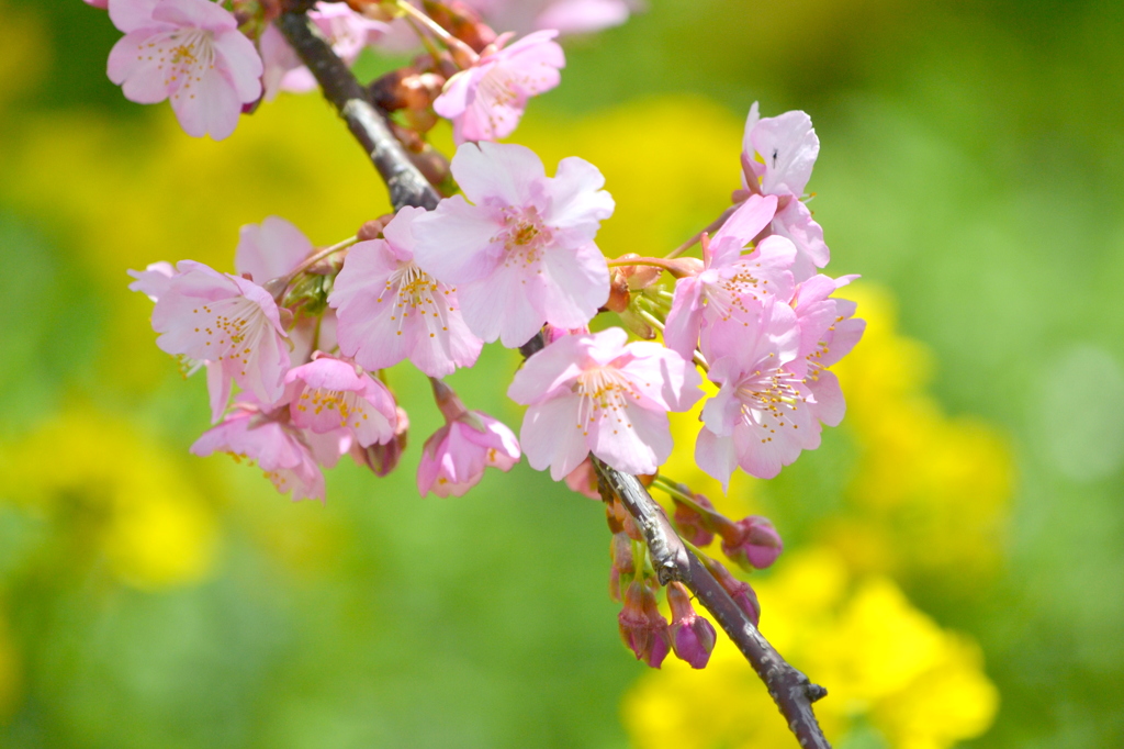 まつだ桜まつり 2012