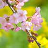 まつだ桜まつり 2012