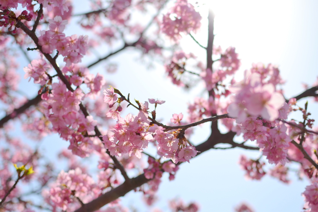 まつだ桜まつり 2012