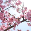 まつだ桜まつり 2012