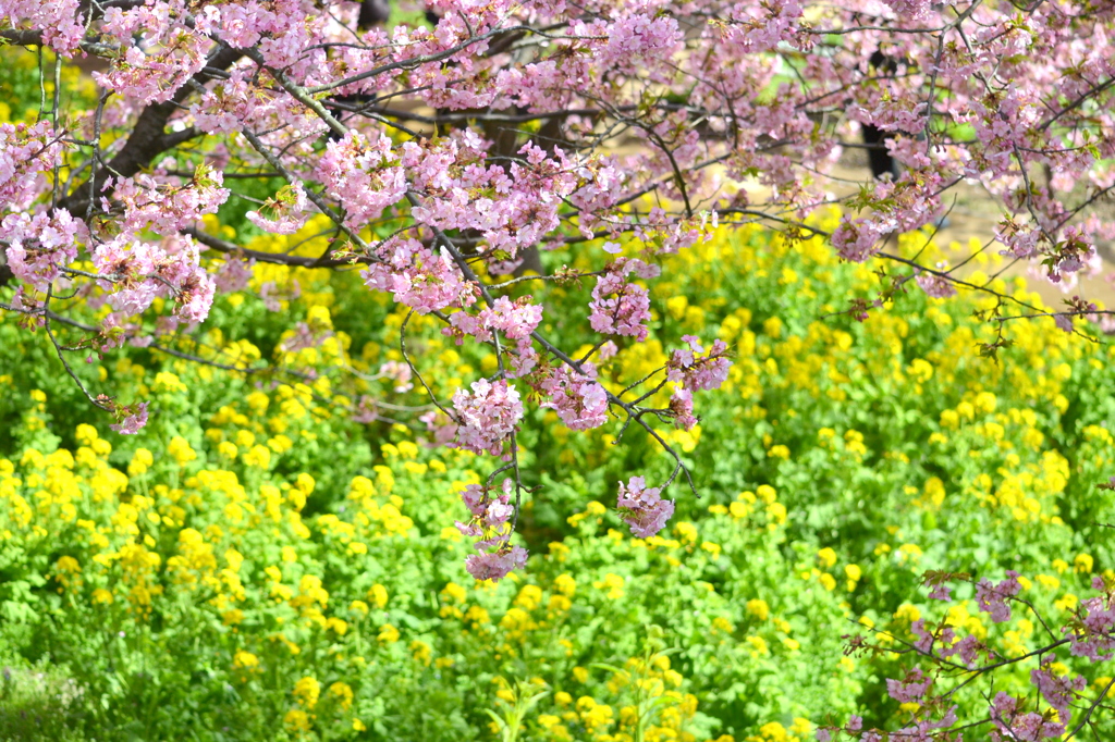 まつだ桜まつり 2012