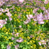 まつだ桜まつり 2012