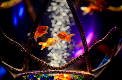 Art Aquarium 2015