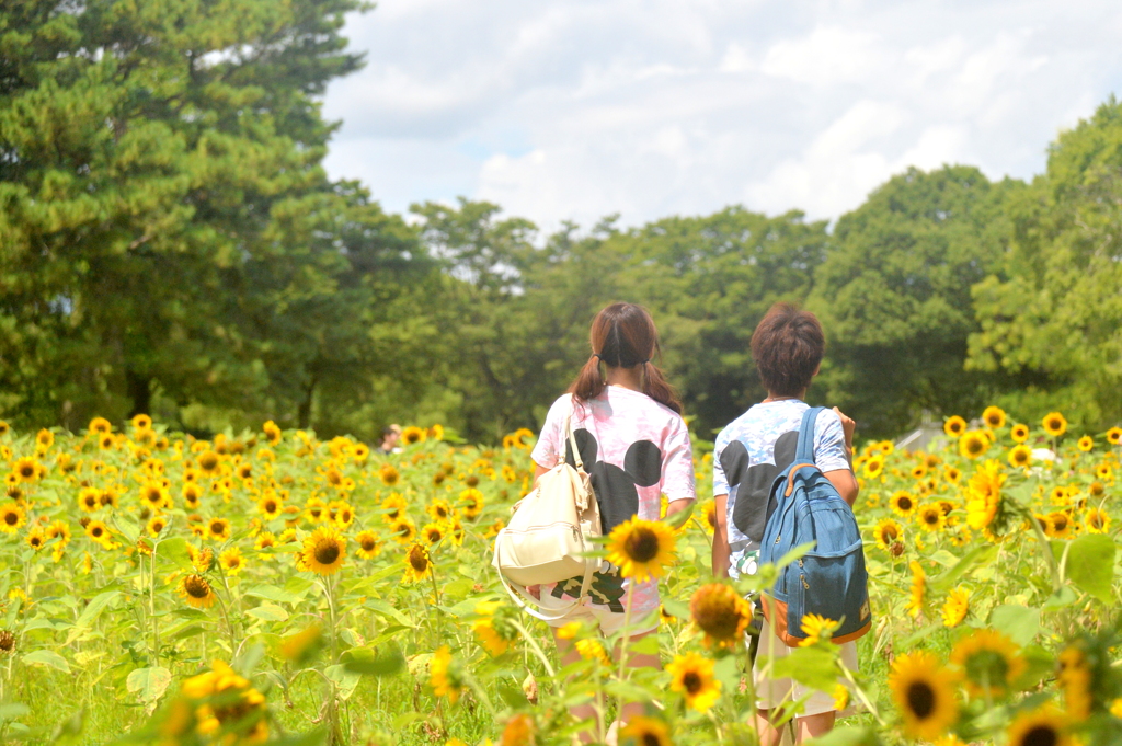 ひまわり畑 2015