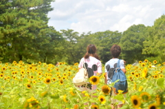 ひまわり畑 2015