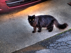 黒猫