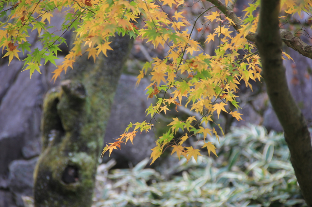 フライングな紅葉