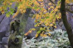 フライングな紅葉