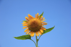 夏の顔