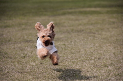 飛行犬