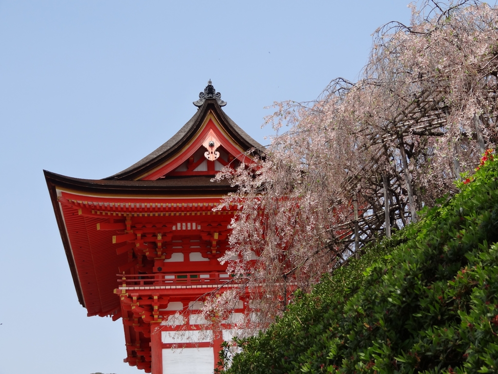 青と紅と桜