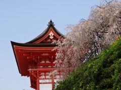 青と紅と桜