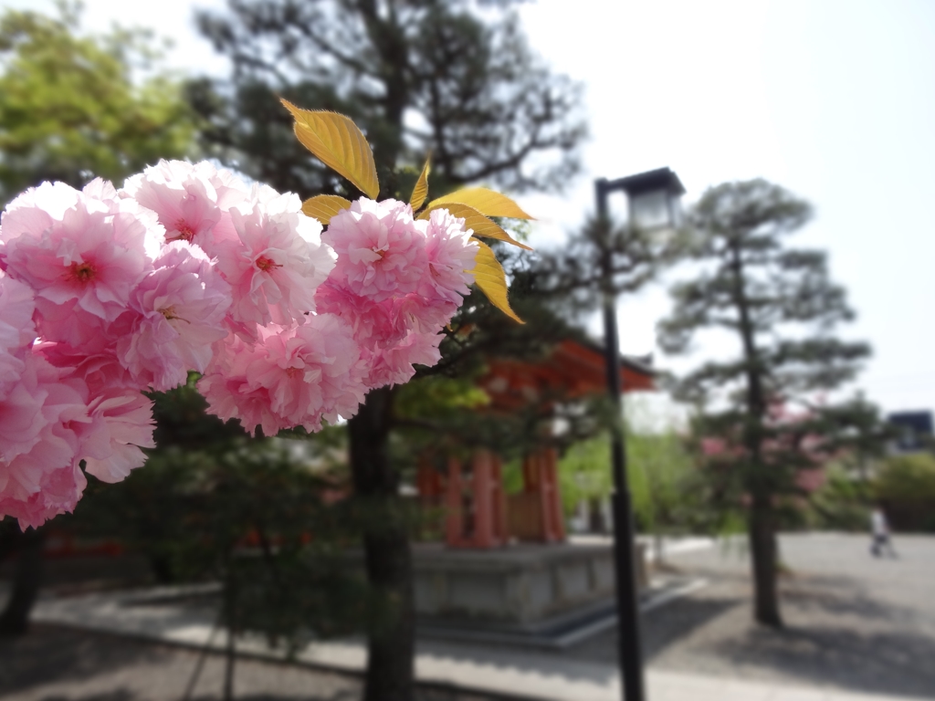 京都　八重桜