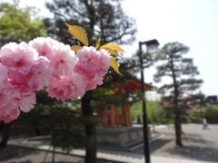 京都　八重桜
