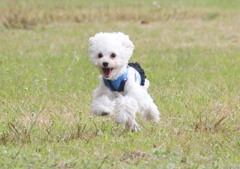 ハッスル犬（笑）
