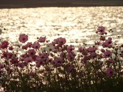 夕暮れのコスモス
