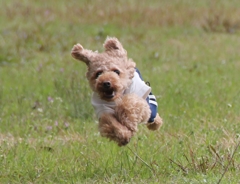 飛行犬
