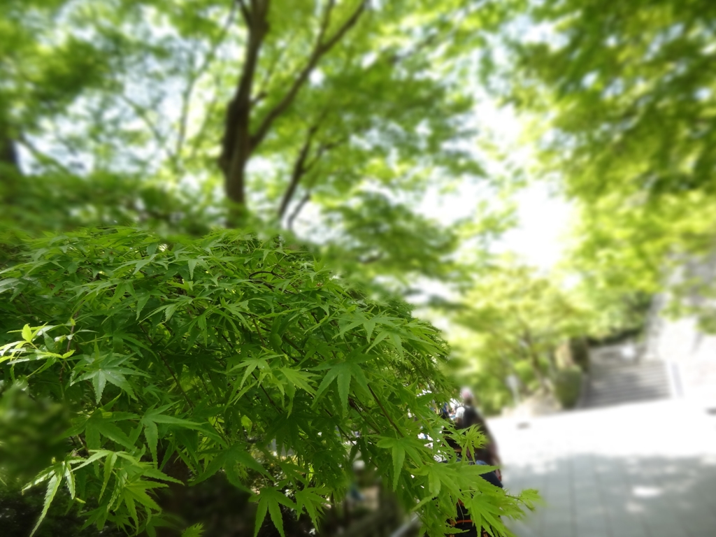 清水の新緑