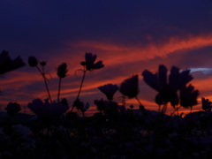 夕暮れのコスモス