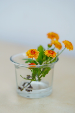 小菊