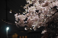 街灯と桜
