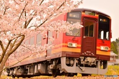 たぬき列車〜‼︎