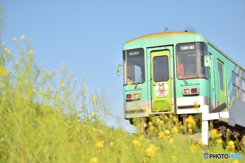 青い空、緑色の列車、黄色い菜の花