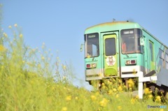 青い空、緑色の列車、黄色い菜の花