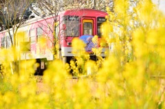 菜の花