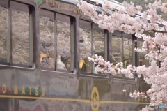 車窓の桜