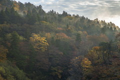 朝の紅葉