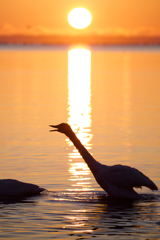 朝日に鳴く