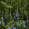 紫陽花の季節です