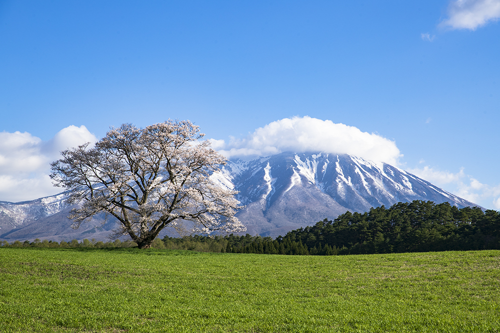 ド定番の一本桜