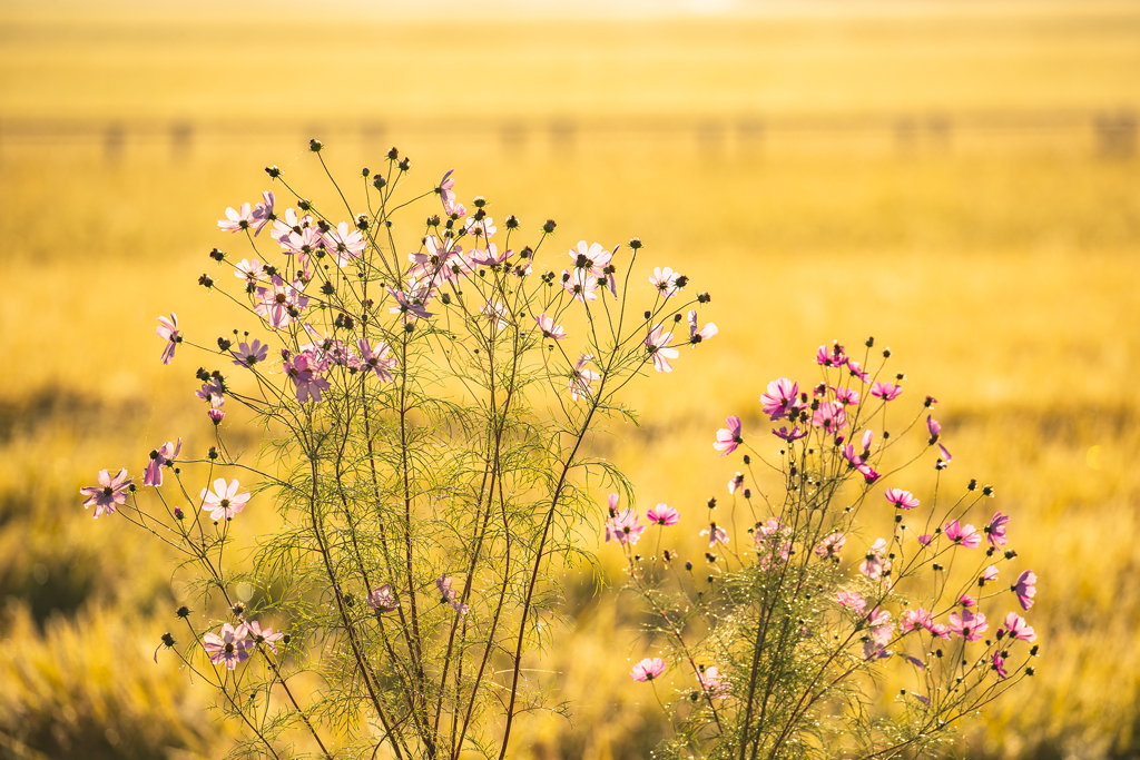 朝の秋桜