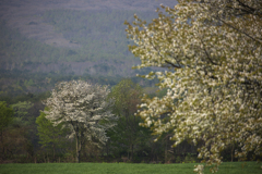 桜と桜