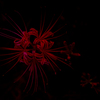 庭の曼珠沙華