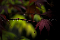 椛へ続く雫