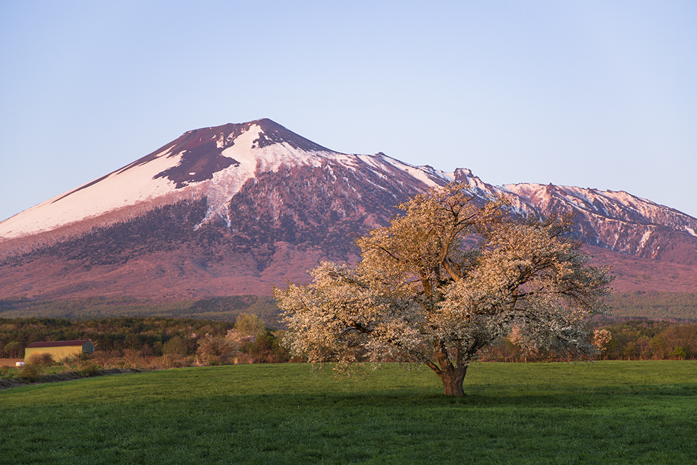 朝の一本桜