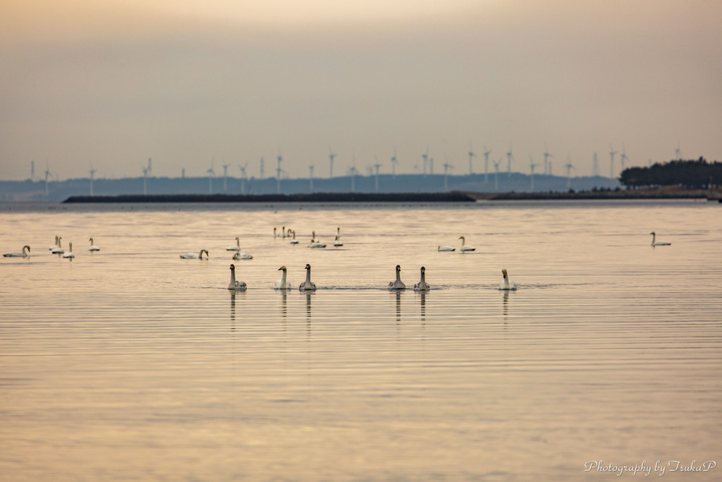 白鳥と海と風車...